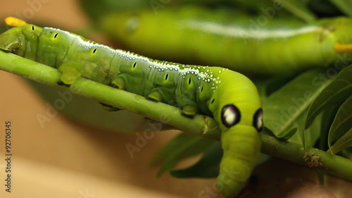 green caterpillar butterfly worm walking on green branch
