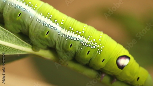 green caterpillar butterfly worm walking on green branch
