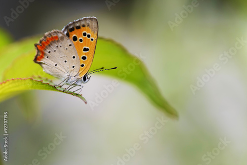 Fototapeta Naklejka Na Ścianę i Meble -  葉にとまるベニシジミ蝶

