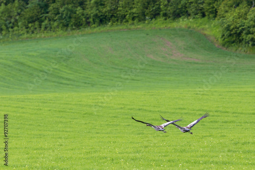 Cranes flying over a field