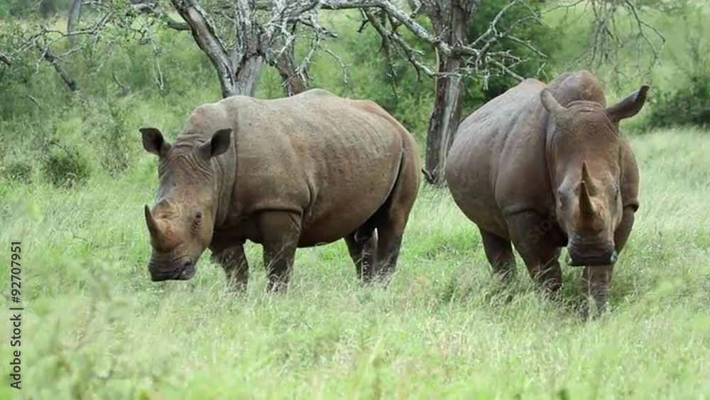 Amidst the rain in the wilderness, two white rhinos stand and then stroll away, one of them with an exceptionally large horn. Amidst the rain in the wilderness, two white rhinos stand and then stroll away, one of them with an exceptionally large horn.