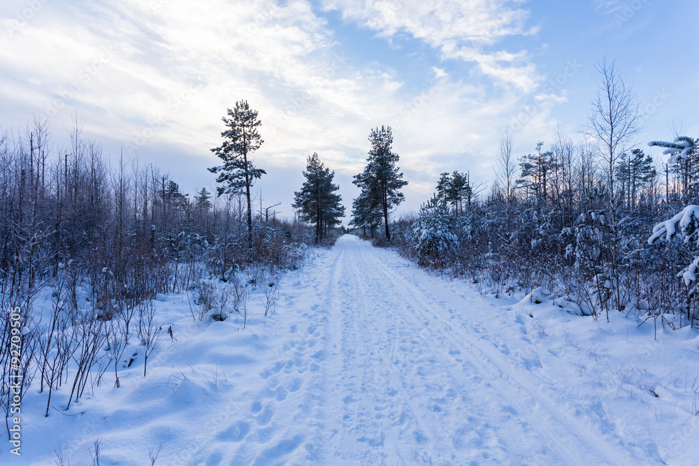 Forest Covered by Snow in Winter Landscape Forest Covered by Snow in Winter Landscape