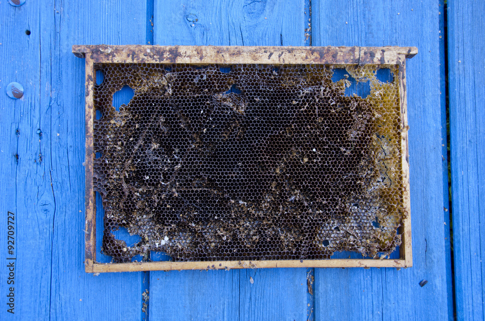 Empty honeycomb on blue wooden background Empty honeycomb on blue wooden background