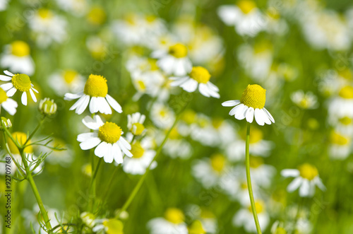 Closeup of chamomile growing in garden