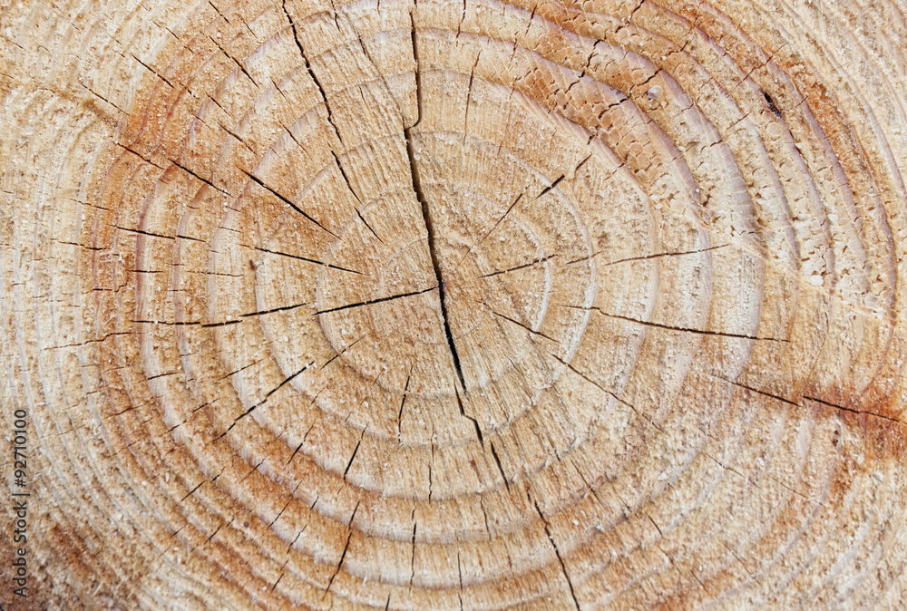 Fototapeta premium Wood section