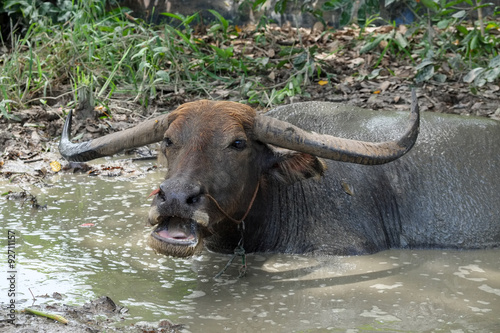 Thai Buffalo