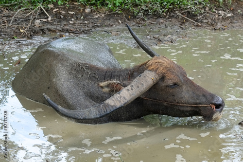 Thai Buffalo