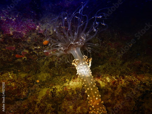 Detail of actinia, sea anemone in mediterranean sea photo