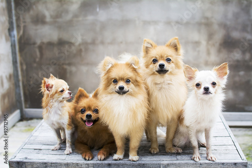 dog family,there are three brown Pomeranian dogs ,mother sister brother.Two friends Chihuahua.