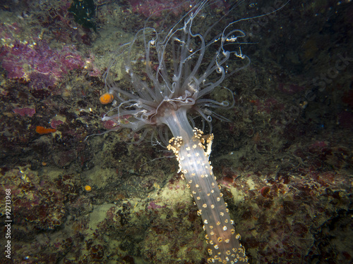 Detail of actinia, sea anemone in mediterranean sea photo