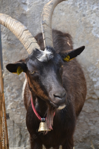capra