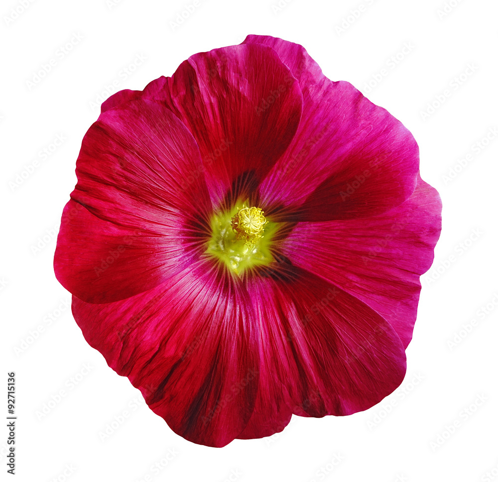 Flower Lavatera, white isolated background with clipping path. Closeup with no shadows. Nature. Red, yellow. Flower Lavatera, white isolated background with clipping path. Closeup with no shadows. Nature. Red, yellow.
