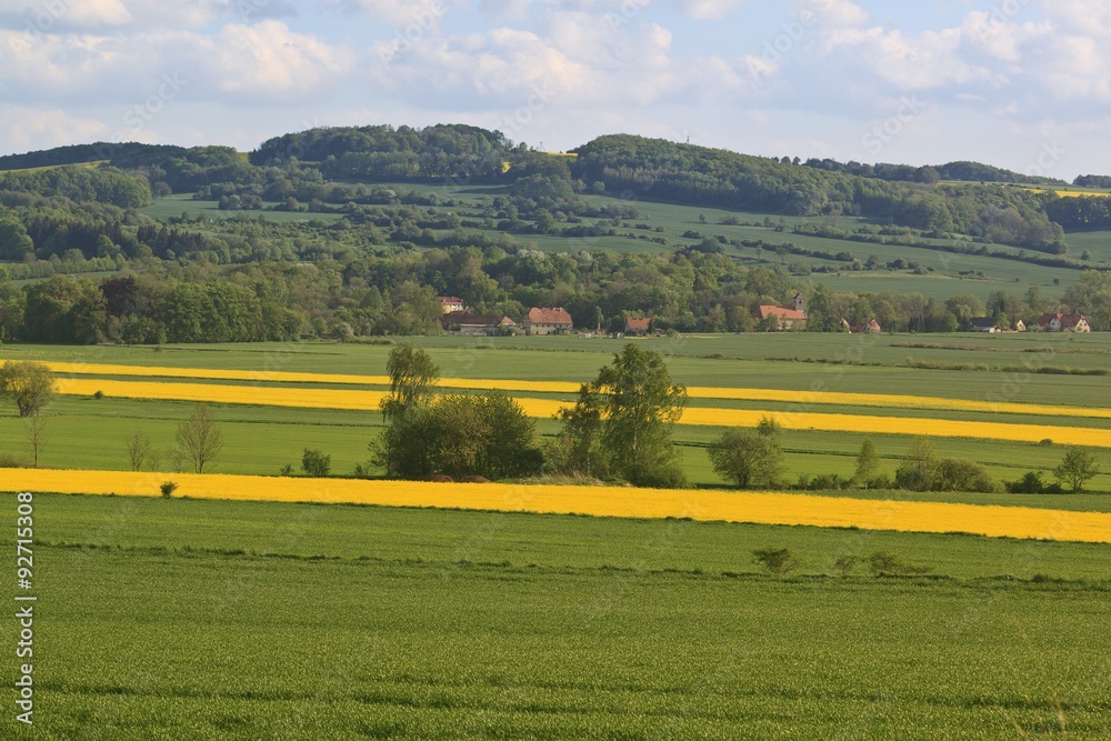 Summer landscape with yellow rape field