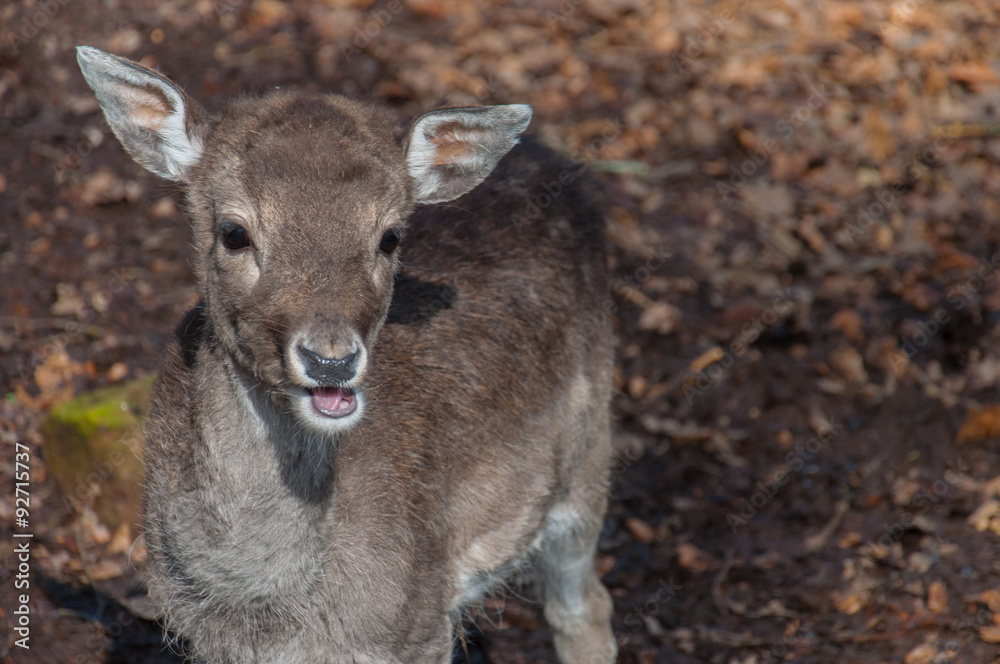 portrait of a young deer