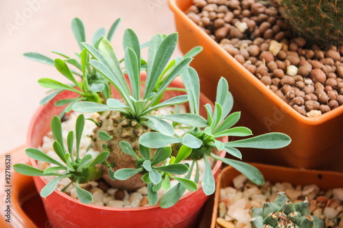 Euphorbia bupleurifolia