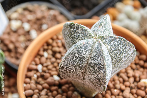 Star Cactus 5 ribs (Astrophytum Myriostigma cv. Onzuka) photo