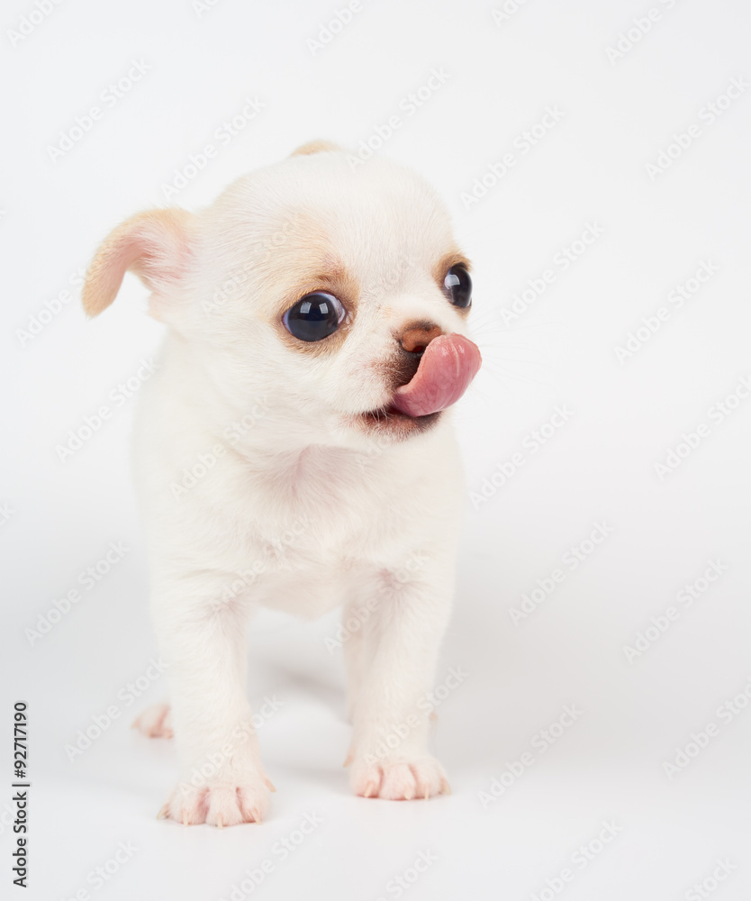 White puppy licks