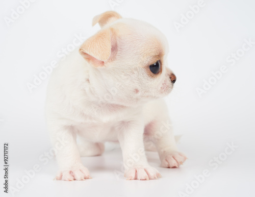 Puppy on white © Konstantin Gushcha