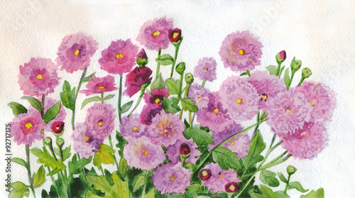 Flowers pink chrysanthemums. Watercolor painting