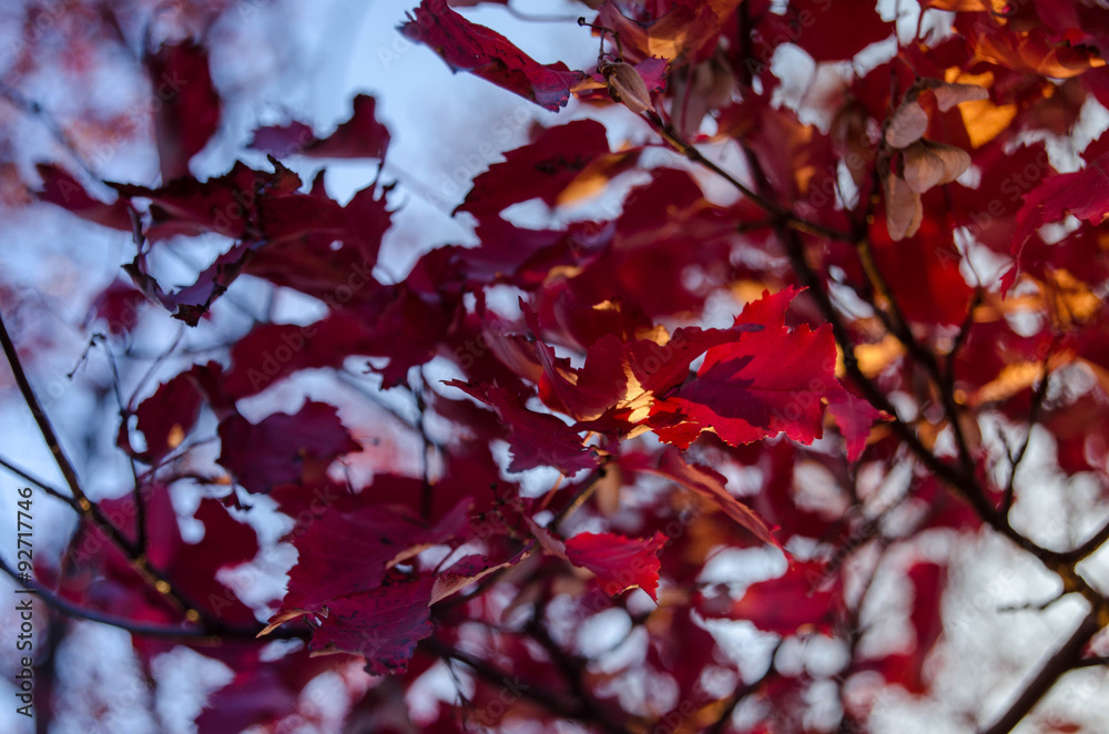 Red colors of autumn