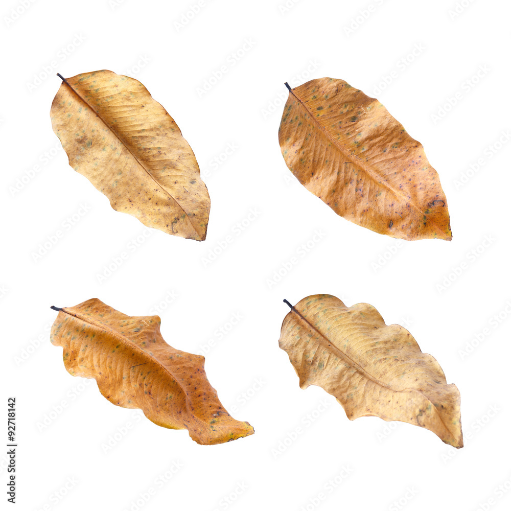 Dry leaves on white background