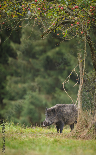 Wildboar foraging under an apple tree, the protected tree heavy with red fruit
