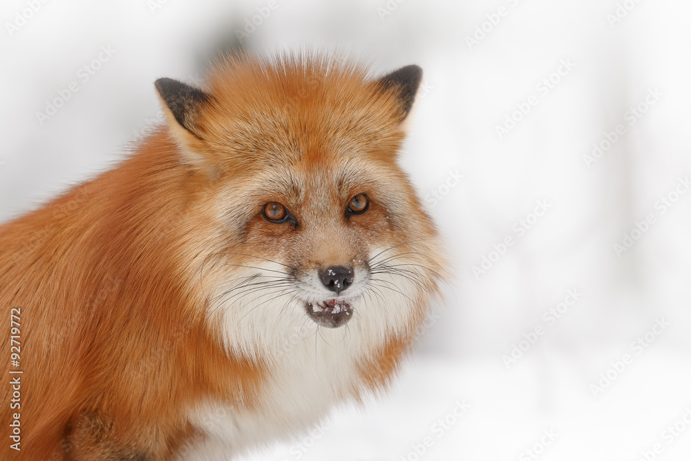 Fox in winter wilderness