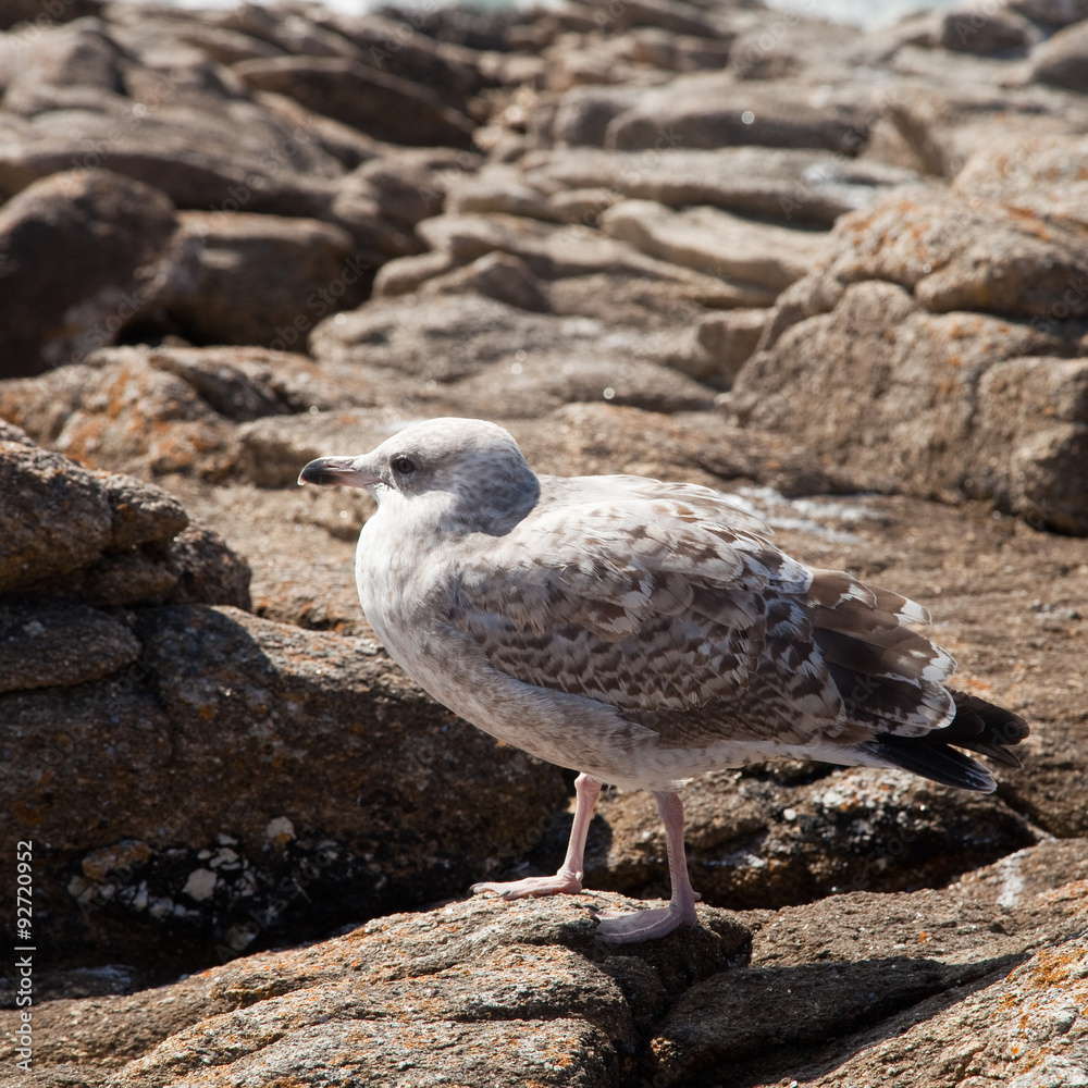 Mouette rieuse dans les rochers Mouette rieuse dans les rochers