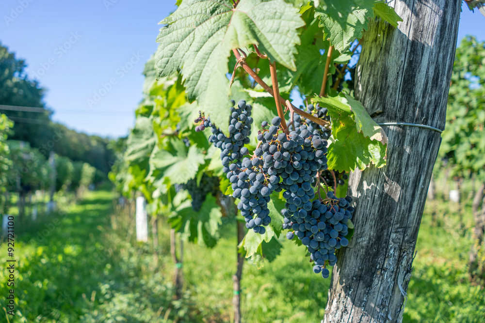 vineyard with ripe grapes with focus on grapes, shallow depth of