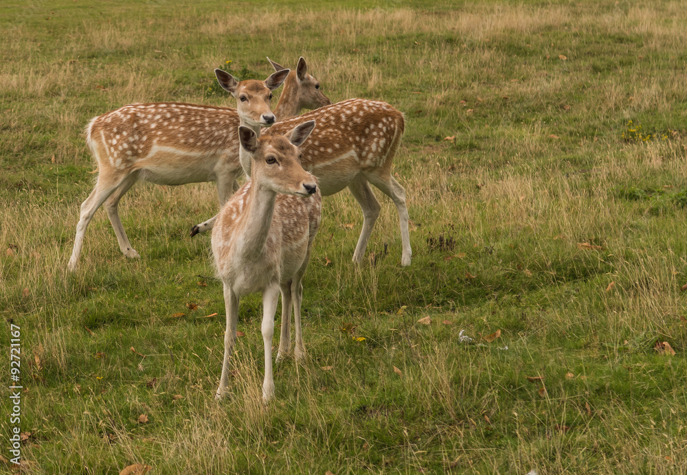 Three Fallow deer / Three Fallow deer being nosey Three Fallow deer / Three Fallow deer being nosey