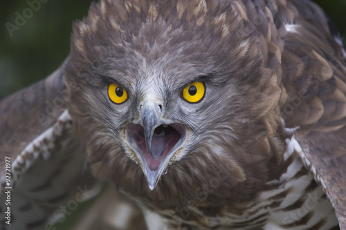 Portrait of short-toed snake eagle (Circaetus gallicus)