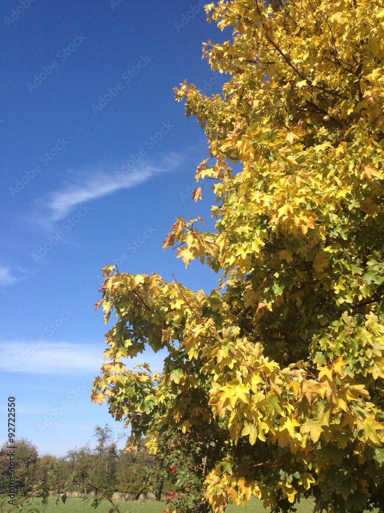 Fototapeta premium Herbstgold