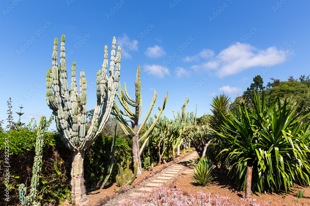 Fototapeta premium Cacti in the garden
