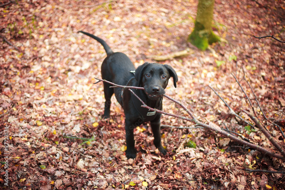 Goldador puppy playing in autumn forest Goldador puppy playing in autumn forest
