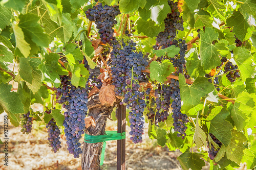 Ripe Syrah Grapes In The Vineyard photo