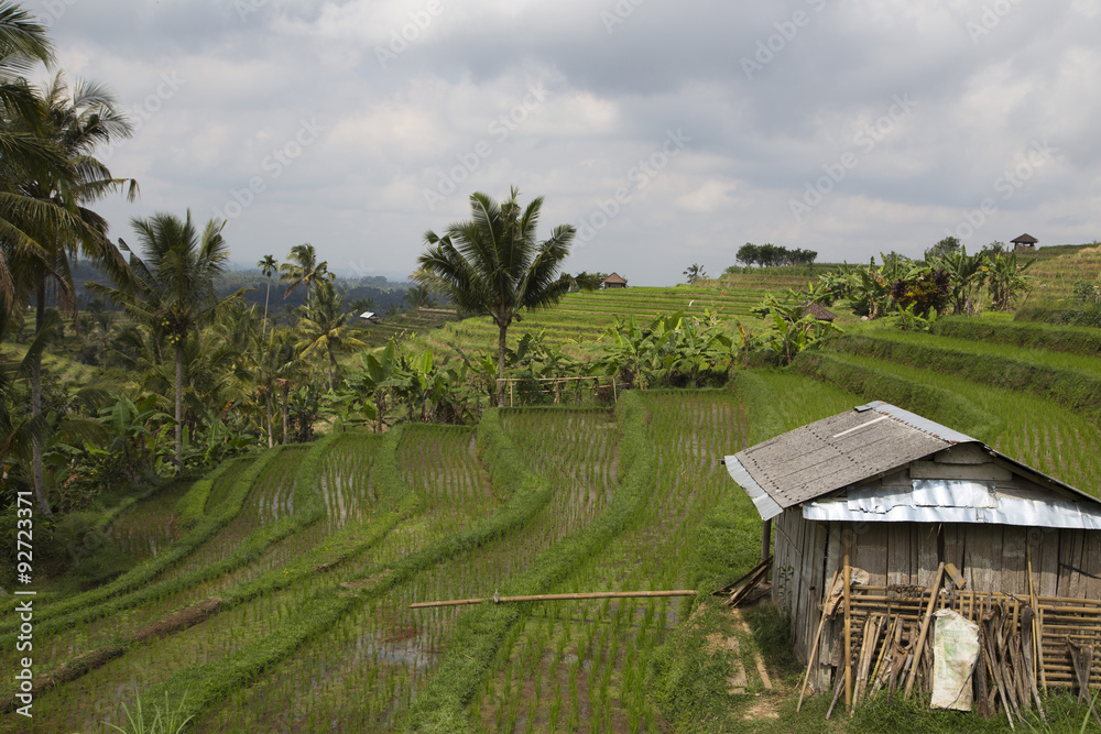 Rice paddies in Bali Indonesia Rice paddies in Bali Indonesia