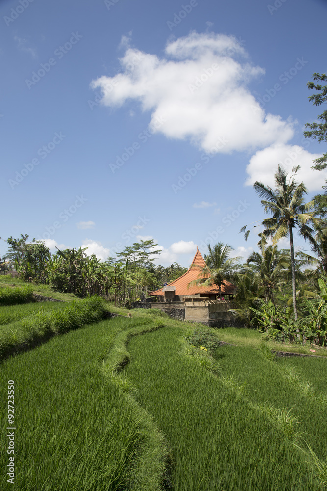 Rice paddies in Bali Indonesia