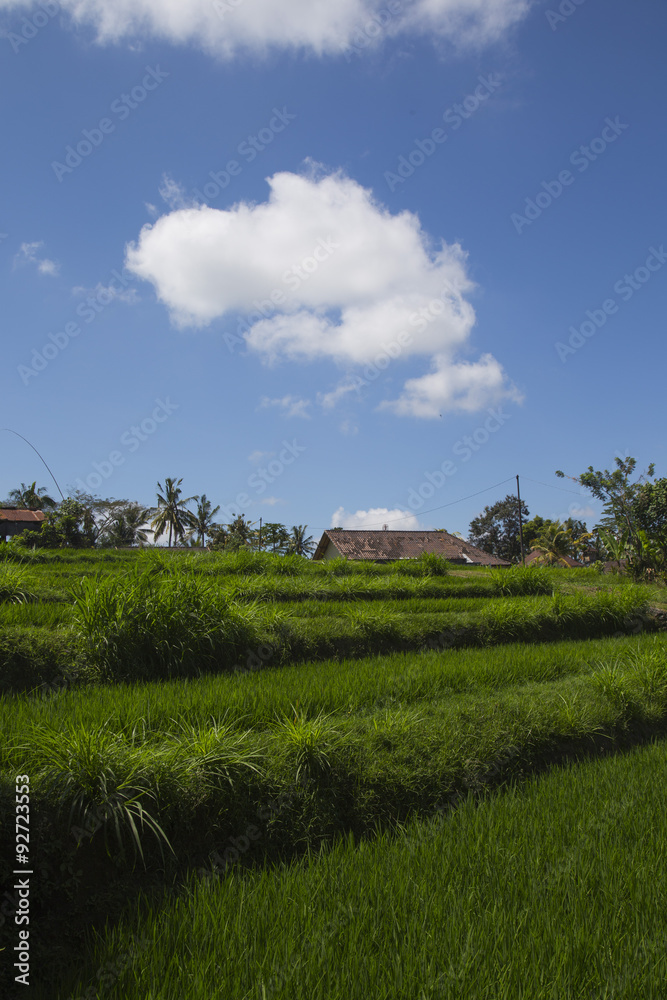 Rice paddies in Bali Indonesia