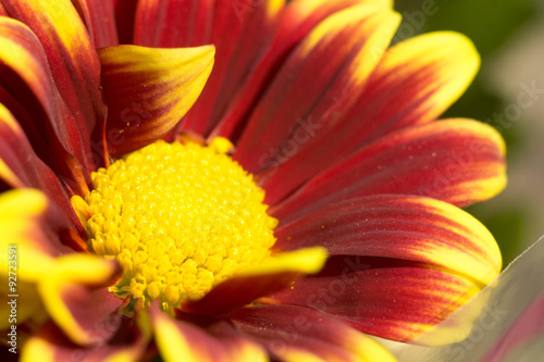 Aster Flower