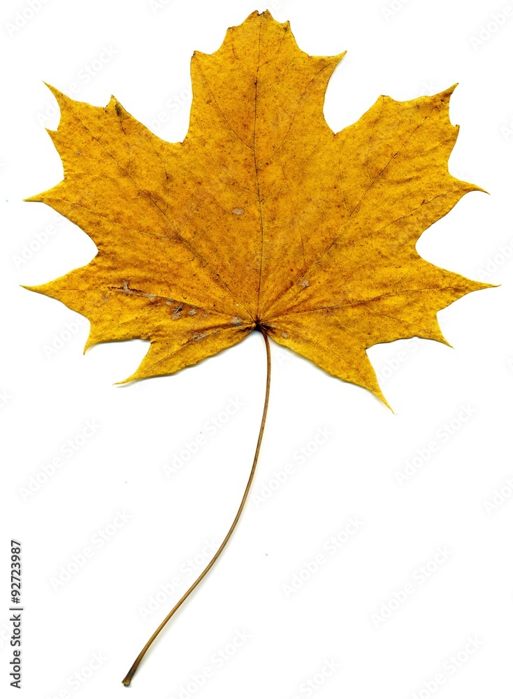 Fototapeta premium Detailed Fall Maple Leaf
