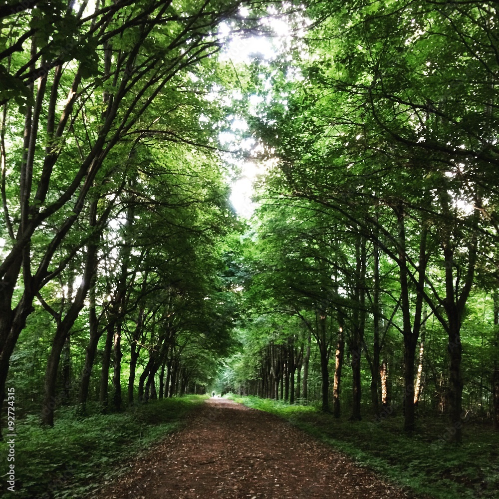 Fototapeta premium Аллея в парке