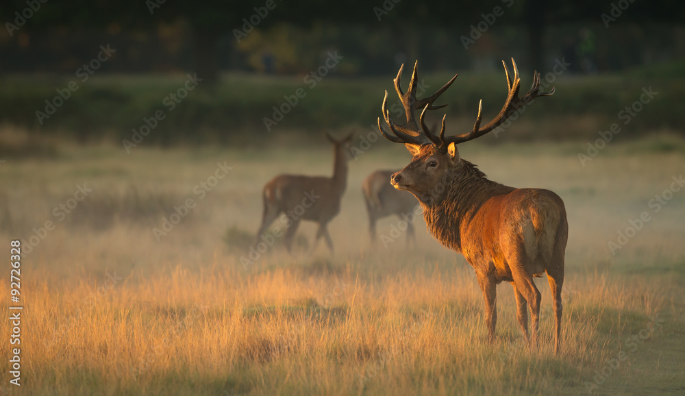 Obraz premium Red Deer Stag at dawn 
