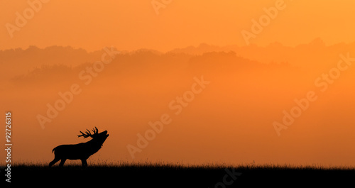Silhouette of a red deer stag against an orange misty background © bridgephotography