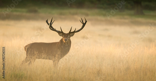 Red Deer Stag at dawn
