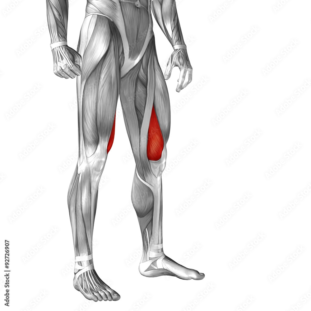 Conceptual 3D human front upper leg muscle anatomy Conceptual 3D human front upper leg muscle anatomy