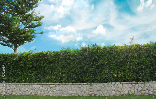 Grown tree with brick wall and ornamental shrub