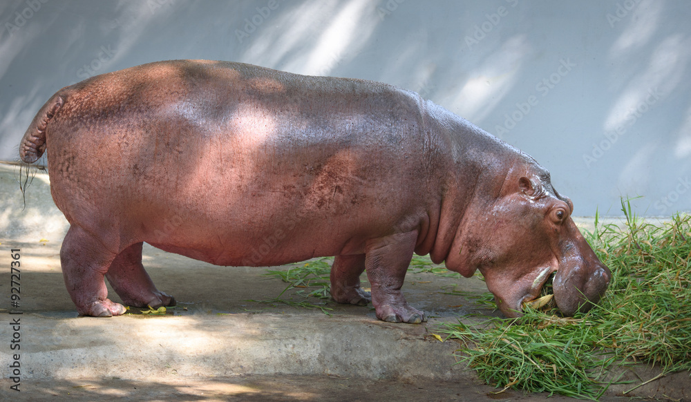 Hippopotamus