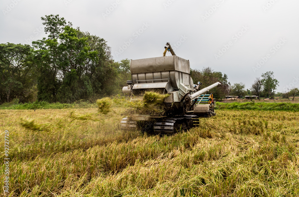 Fototapeta premium Combine Harvester in rice field