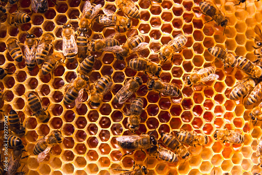 Working bees on the yellow honeycomb with sweet honey. Working bees on the yellow honeycomb with sweet honey.