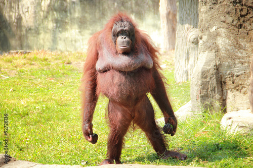 Standing orangutan
